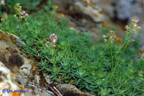 Galium schmidii (Caglio di Schmid)