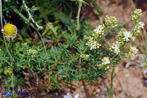 Galium schmidii (Caglio di Schmid)