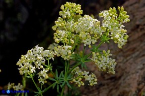 Galium schmidii (Caglio di Schmid)
