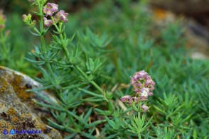 Galium schmidii (Caglio di Schmid)