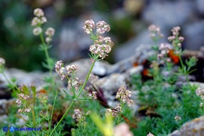 Galium schmidii (Caglio di Schmid)