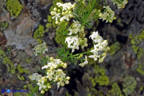 Galium schmidii (Caglio di Schmid)