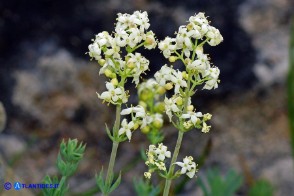 Galium schmidii (Caglio di Schmid)