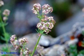 Galium schmidii (Caglio di Schmid)