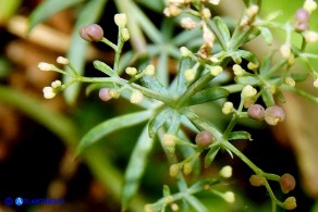Galium schmidii (Caglio di Schmid)