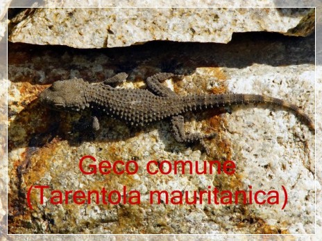 Vai al capitolo TARENTOLA MAURITANICA  Go to section TARENTOLA MAURITANICA