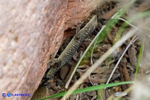 Tarentola mauritanica (Geco comune)