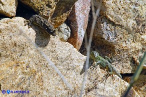 Tarentola mauritanica (Geco comune) e Podarcis siculus (Lucertola campestre)