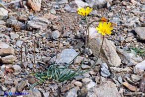 Gelasia callosa (Scorzonera di Sardegna)