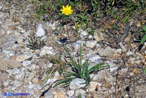 Gelasia callosa (Scorzonera di Sardegna)
