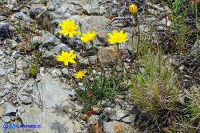 Gelasia callosa (Scorzonera di Sardegna)