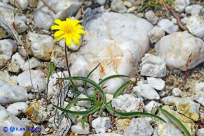 Gelasia callosa (Scorzonera di Sardegna)