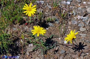 Gelasia callosa (Scorzonera di Sardegna)