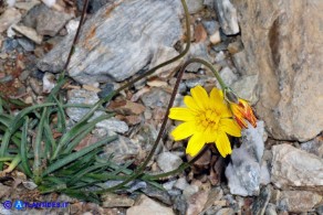 Gelasia callosa (Scorzonera di Sardegna)