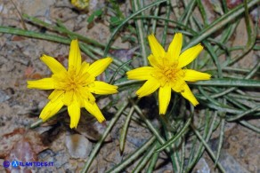 Gelasia callosa (Scorzonera di Sardegna)