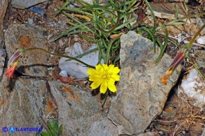 Gelasia callosa (Scorzonera di Sardegna)