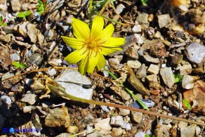 Gelasia callosa (Scorzonera di Sardegna)