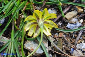 Gelasia callosa (Scorzonera di Sardegna)