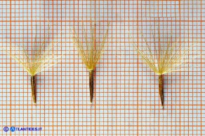 Gelasia callosa (Scorzonera di Sardegna): gli acheni