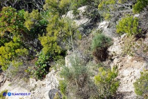 Genista aetnensis (Ginestra dell'Etna)