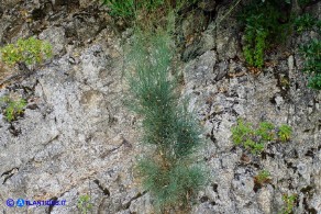 Genista aetnensis (Ginestra dell'Etna)