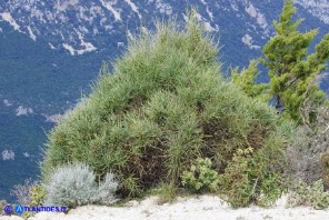 Genista aetnensis (Ginestra dell'Etna)