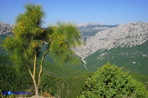 Genista aetnensis (Ginestra dell'Etna)