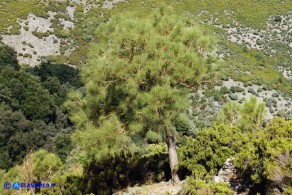 Genista aetnensis (Ginestra dell'Etna)