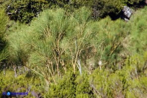 Genista aetnensis (Ginestra dell'Etna)