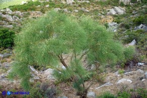 Genista aetnensis (Ginestra dell'Etna)