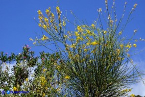 Genista aetnensis (Ginestra dell'Etna)