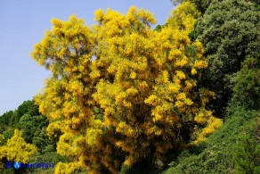 Genista aetnensis (Ginestra dell'Etna)