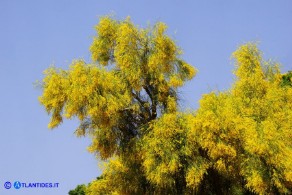 Genista aetnensis (Ginestra dell'Etna)