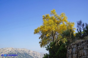 Genista aetnensis (Ginestra dell'Etna)