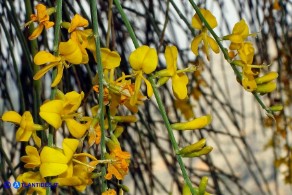 Genista aetnensis (Ginestra dell'Etna)