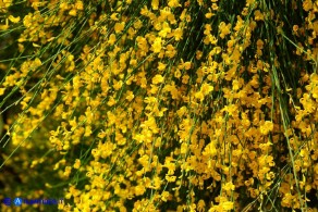 Genista aetnensis (Ginestra dell'Etna)