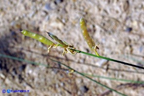 Genista aetnensis (Ginestra dell'Etna): i frutti (legumi)