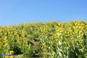 Gentiana lutea subsp. lutea (Genziana maggiore)