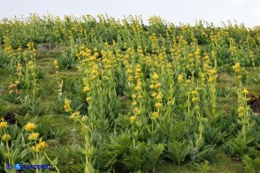Gentiana lutea subsp. lutea (Genziana maggiore)