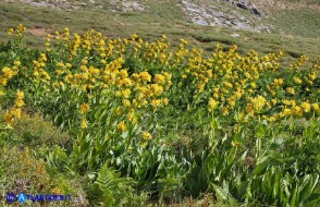 Gentiana lutea subsp. lutea (Genziana maggiore)