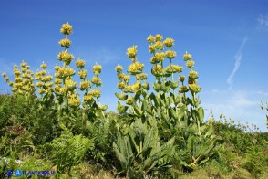 Gentiana lutea subsp. lutea (Genziana maggiore)