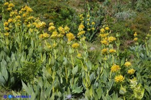 Gentiana lutea subsp. lutea (Genziana maggiore)