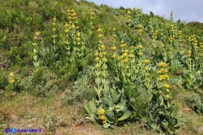 Gentiana lutea subsp. lutea (Genziana maggiore)