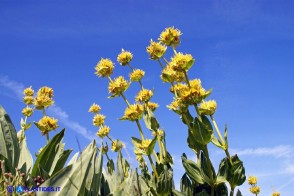 Gentiana lutea subsp. lutea (Genziana maggiore)