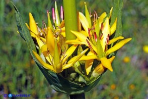 Gentiana lutea subsp. lutea (Genziana maggiore)
