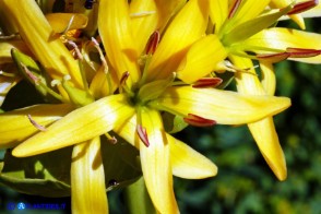 Gentiana lutea subsp. lutea (Genziana maggiore)