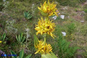 Gentiana lutea subsp. lutea (Genziana maggiore)