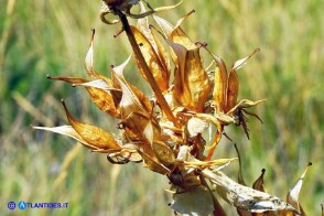 Gentiana lutea subsp. lutea (Genziana maggiore)
