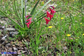 Gladiolus byzantinus (Gladiolo bizantino)