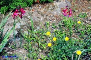 Gladiolus byzantinus (Gladiolo bizantino)